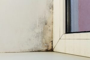 Mold & Moisture Problems in the Home