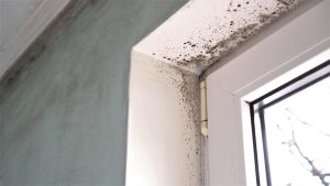Preventing Mold in your Naples, Florida Home